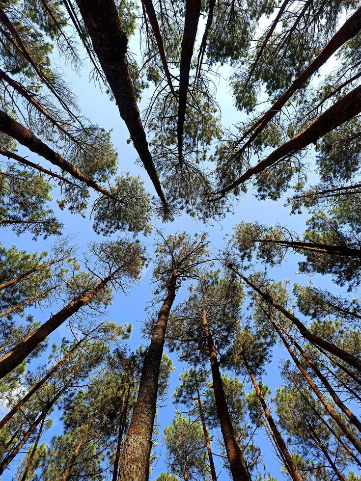 Mangunan pine forest in the Bantul area, Indonesia photo