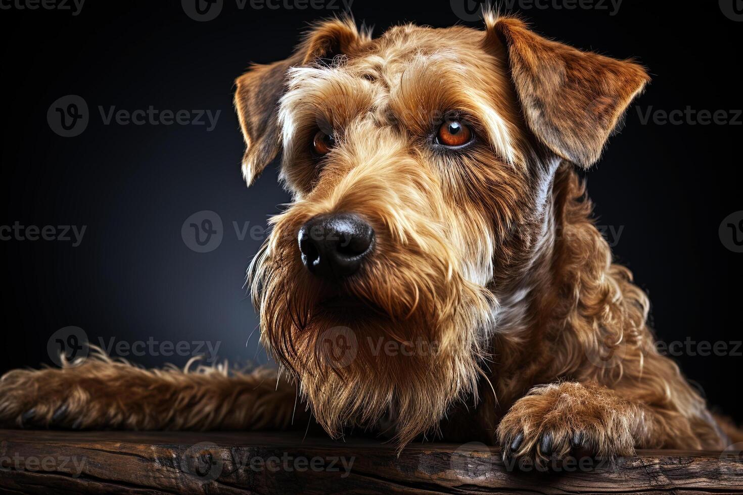 Portrait of Welsh Terrier on a black background, close up cropped photo. Ai art photo