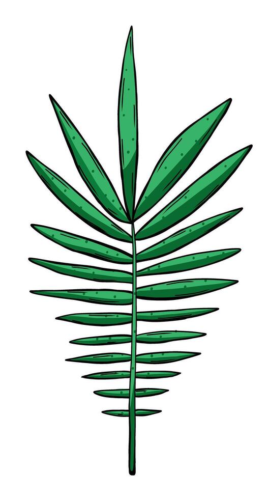 Coconut palm leaf in doodle style vector