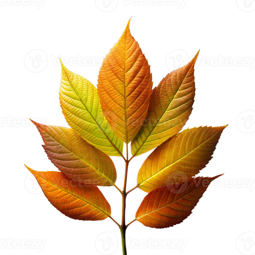 Vibrant autumn leaves isolated on transparent background png