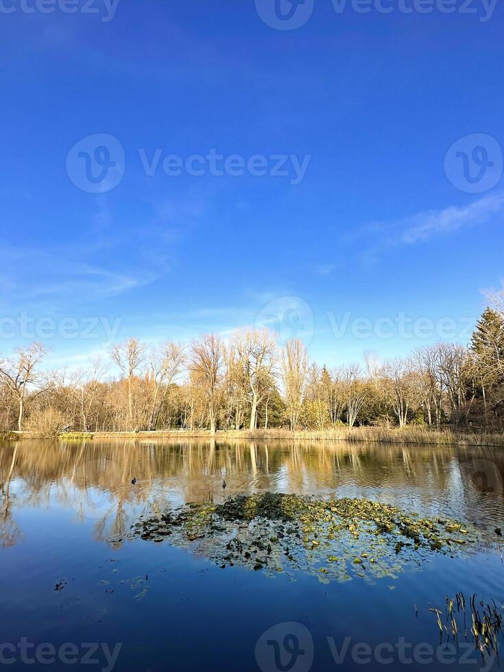 Ducks swim in a tranquil pond surrounded by autumnal trees with vivid reflections on the waters surface, perfect for seasonal themes photo