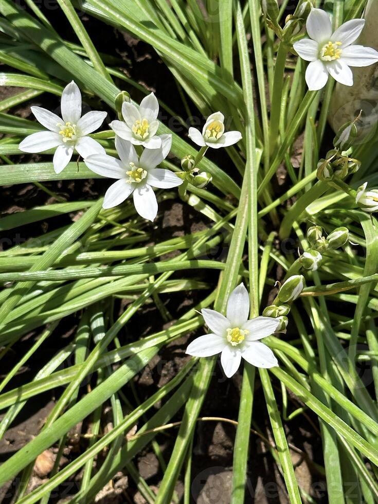 de cerca de vibrante blanco flores de estrella, con verde hojas y terroso fondo, destacando el Fresco floración de primavera foto