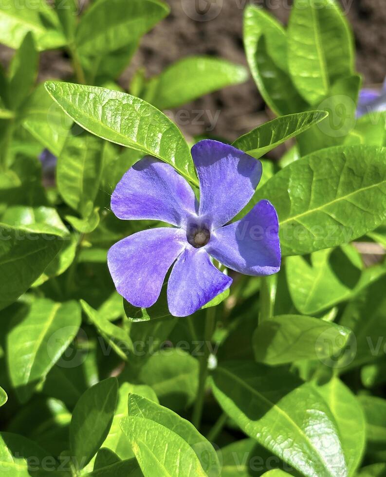 vívido azul linaza flores con delicado pétalos y brillante amarillo centros, en un natural jardín ajuste foto