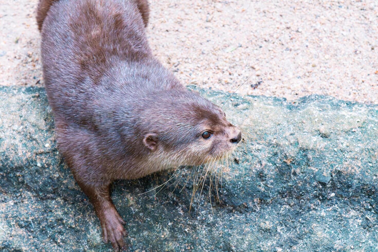 An otter on a rock photo