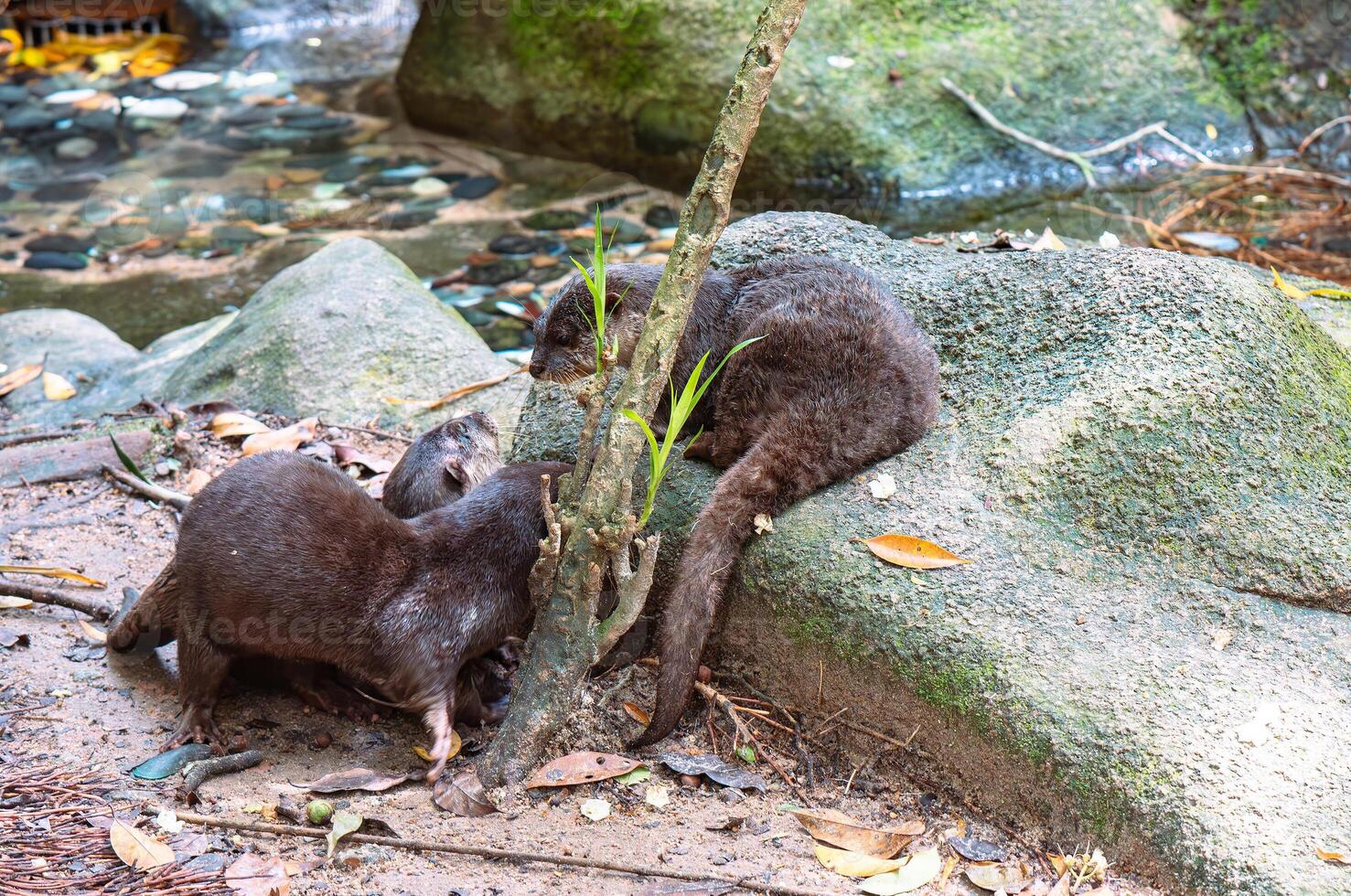 Otter family playing together by the stream photo