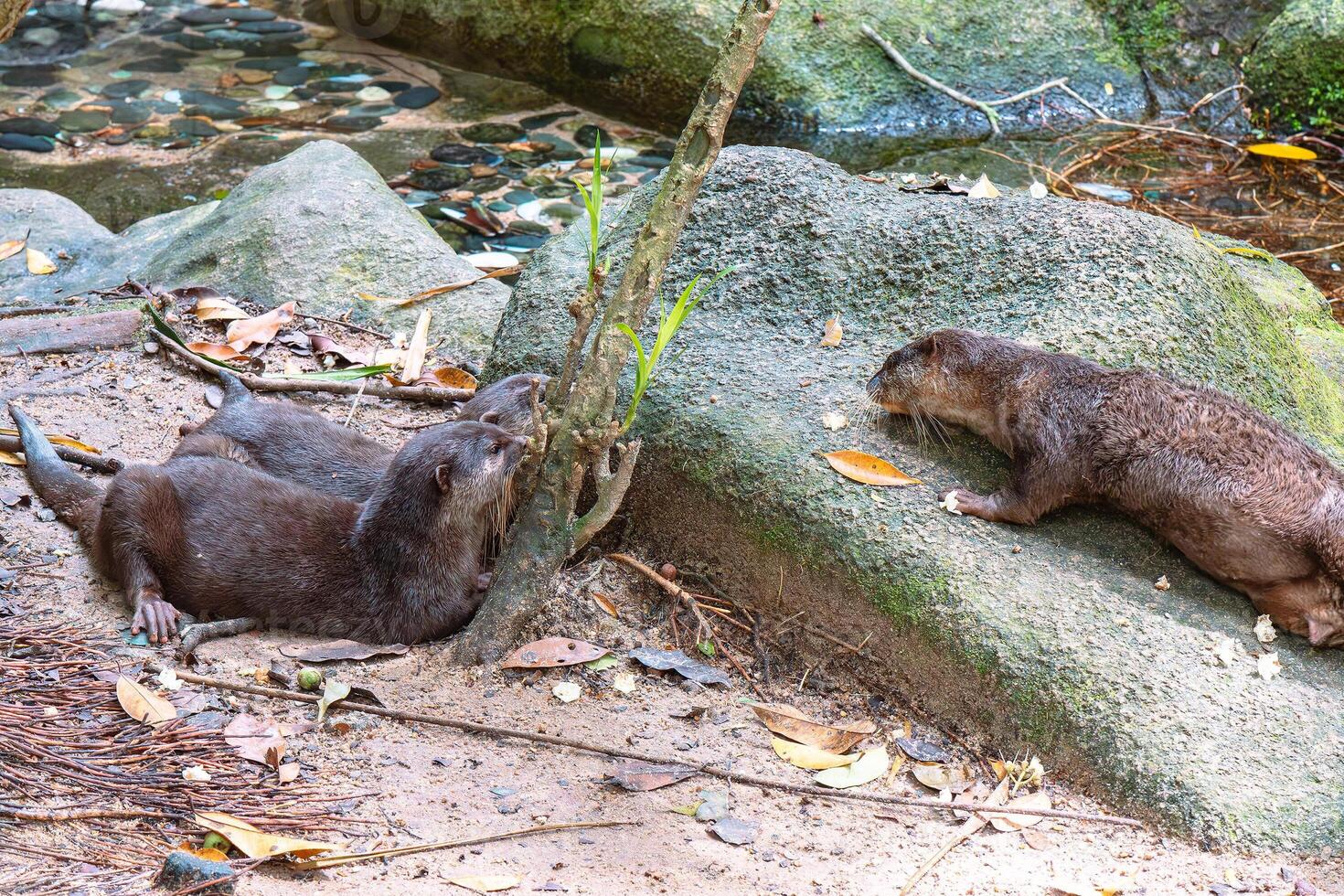 Otter family playing together by the stream photo