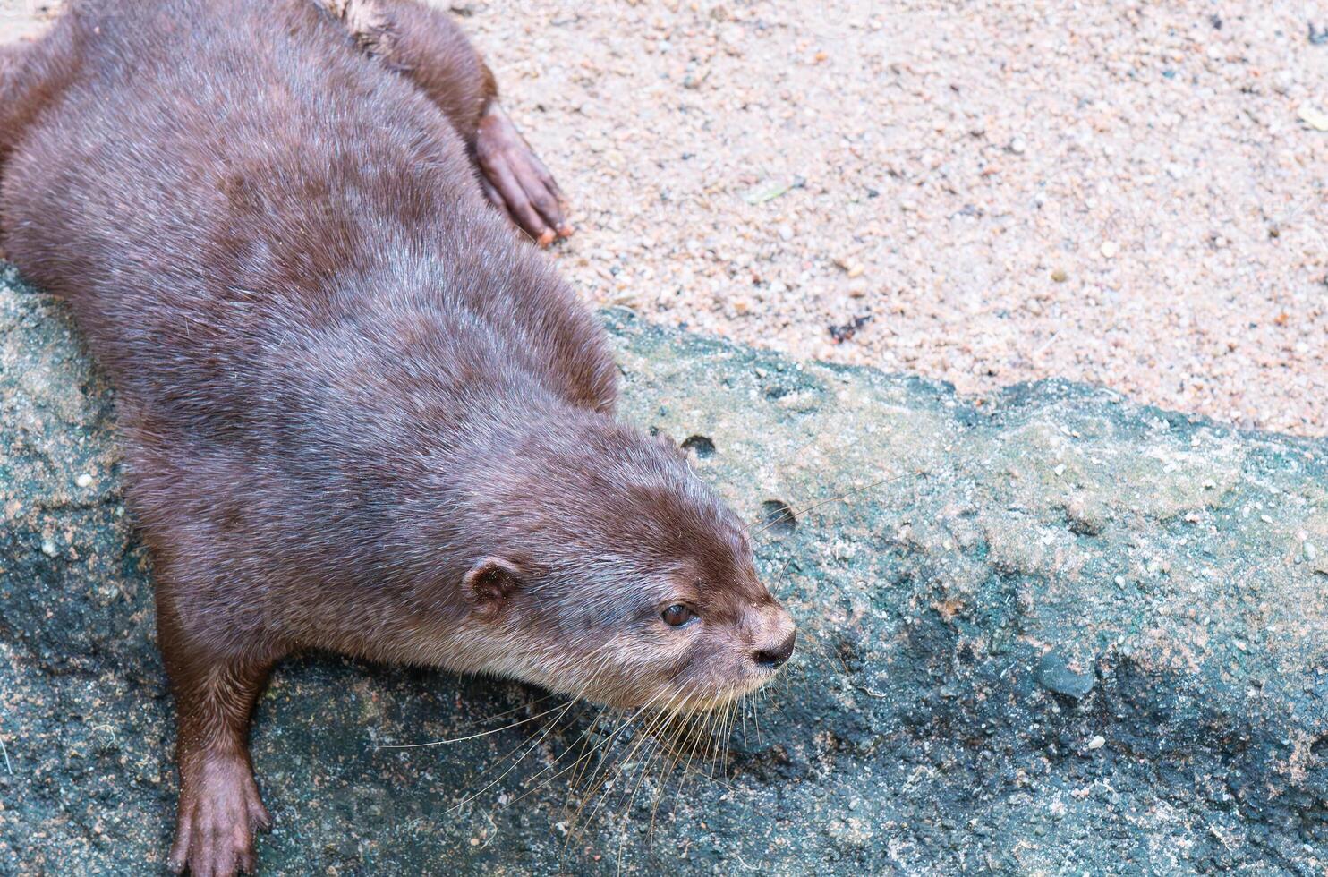 An otter on a rock photo