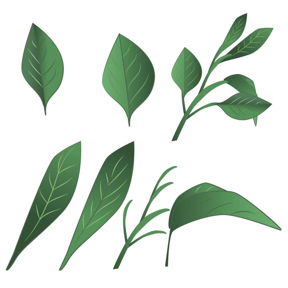 Green Tea Leaves Set vector