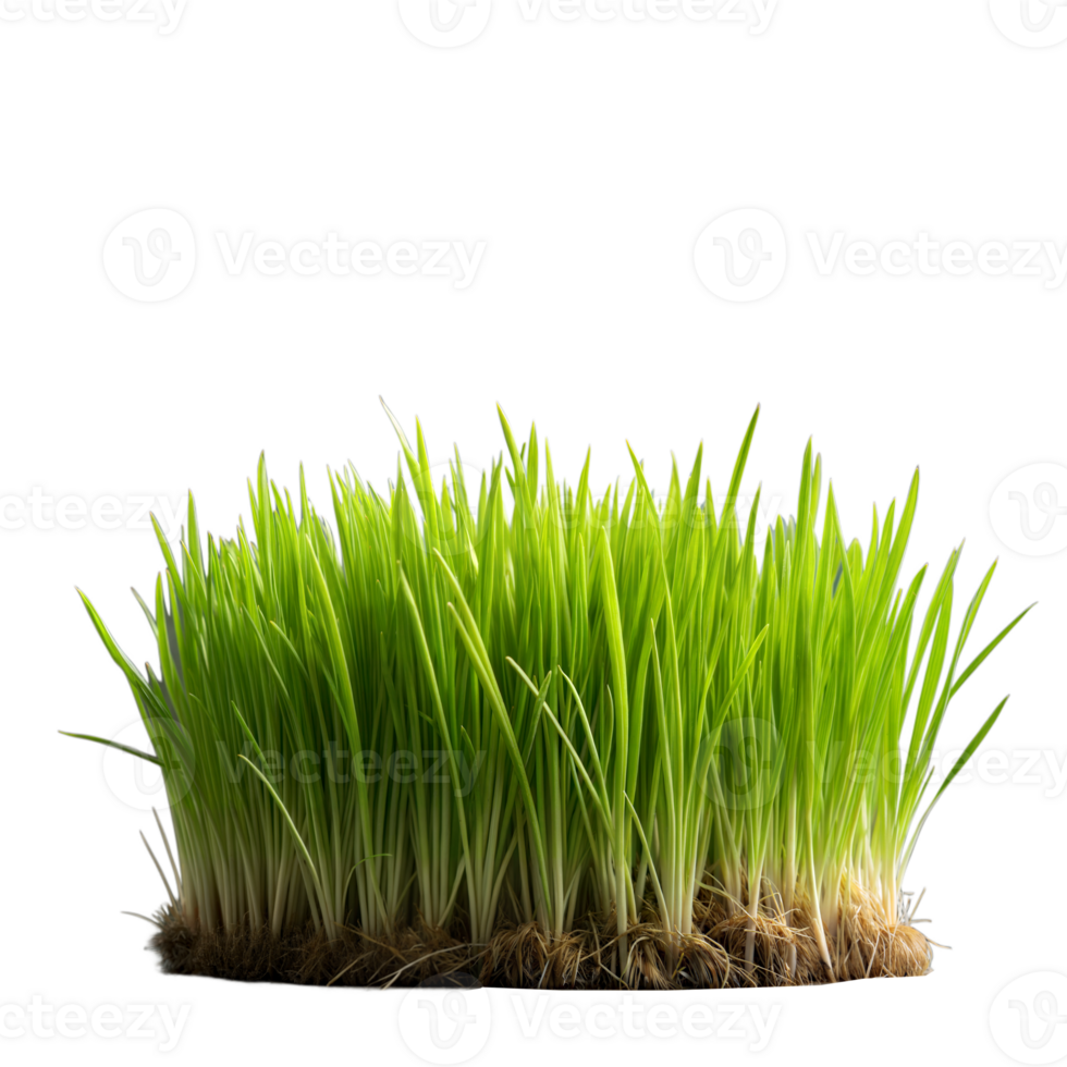 Fresh green grass with visible roots on a clear background png