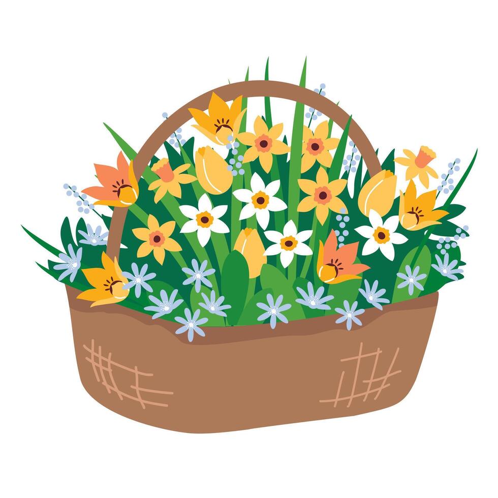 A wicker basket with a bouquet of spring flowers. A bouquet of daffodils, tulips and primroses in a large basket. Illustrated clipart. vector