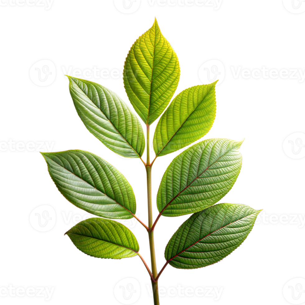 Vibrant green leaves isolated on transparent background png