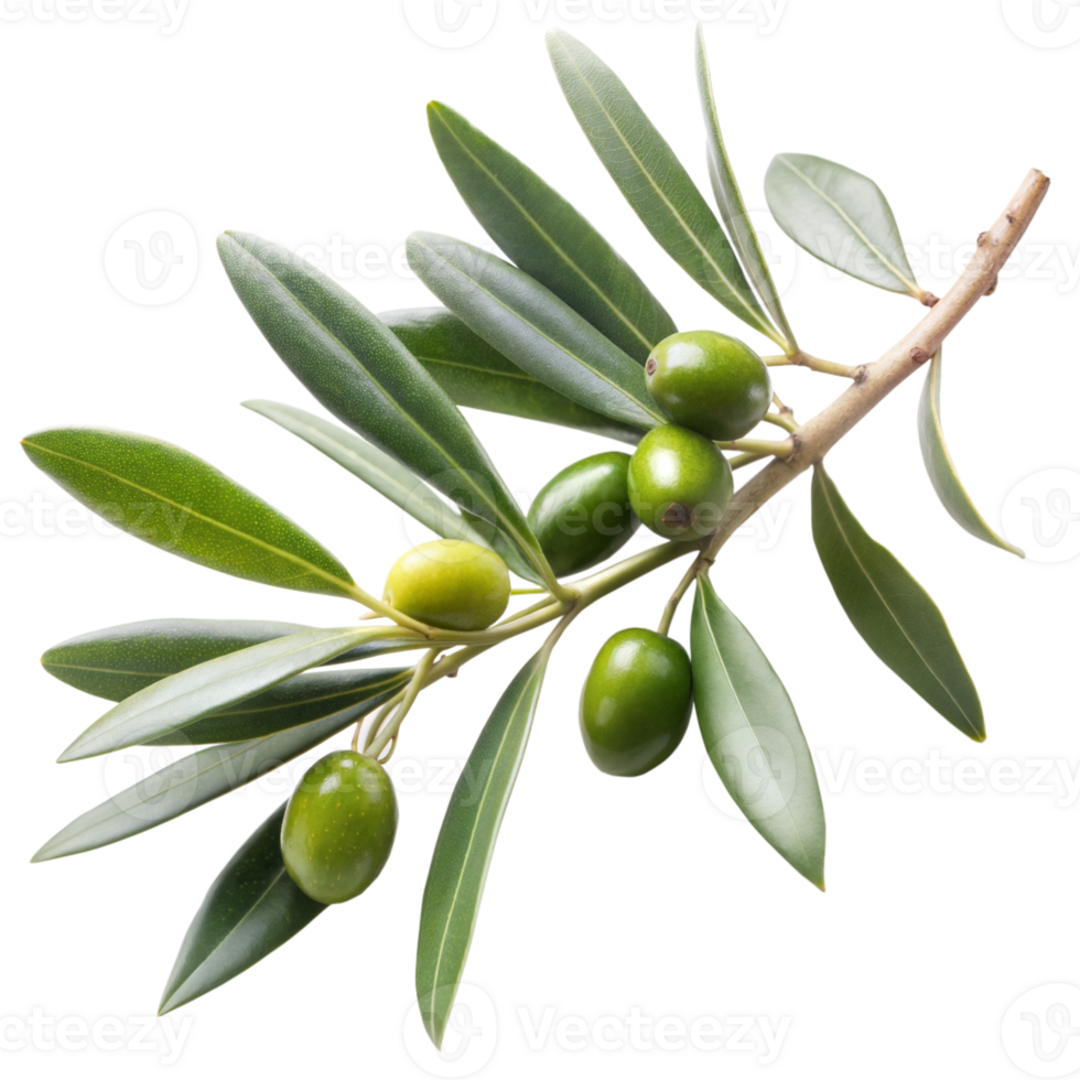 Fresh green olives on a branch with vibrant leaves png