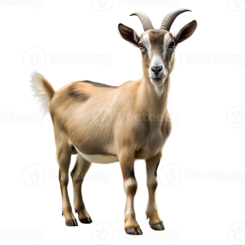 Detailed portrait of a goat on a transparent background png