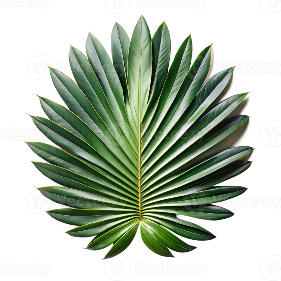 Lush green palm leaf isolated on transparent background png