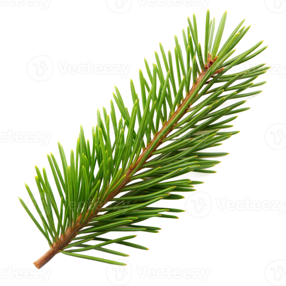 Fresh green pine branch isolated on a clear background png