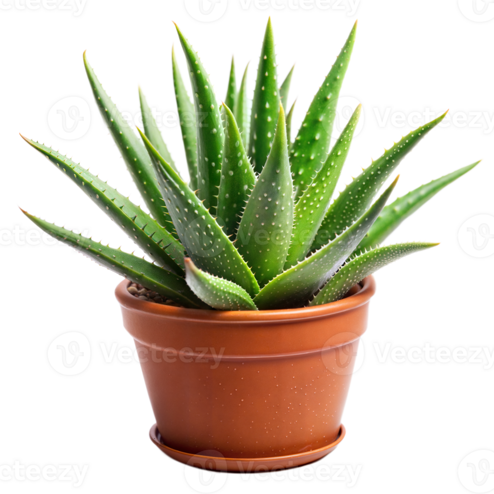 Fresh aloe vera plant in a terracotta pot isolated on transparent png