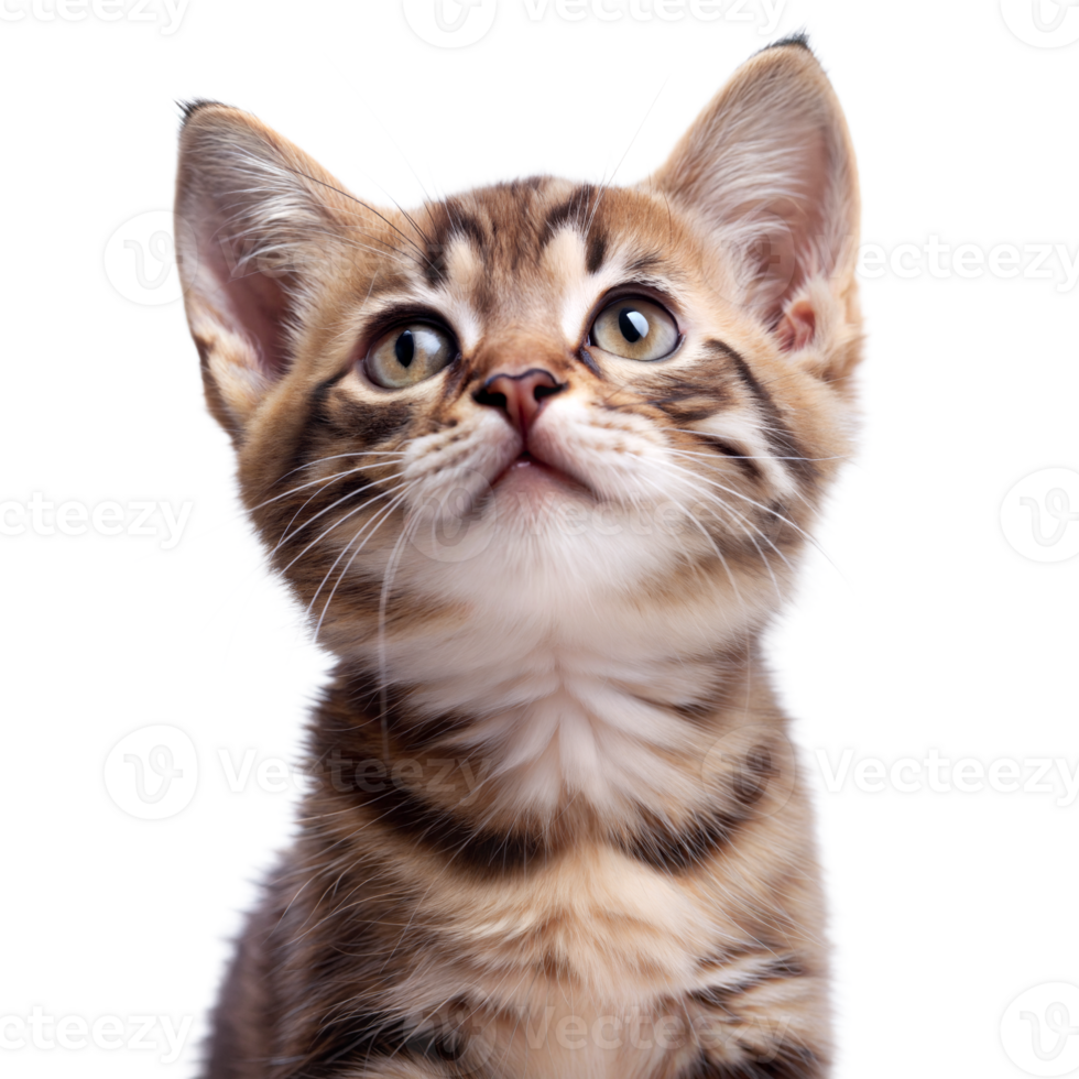Curious kitten looking up, adorable feline portrait png