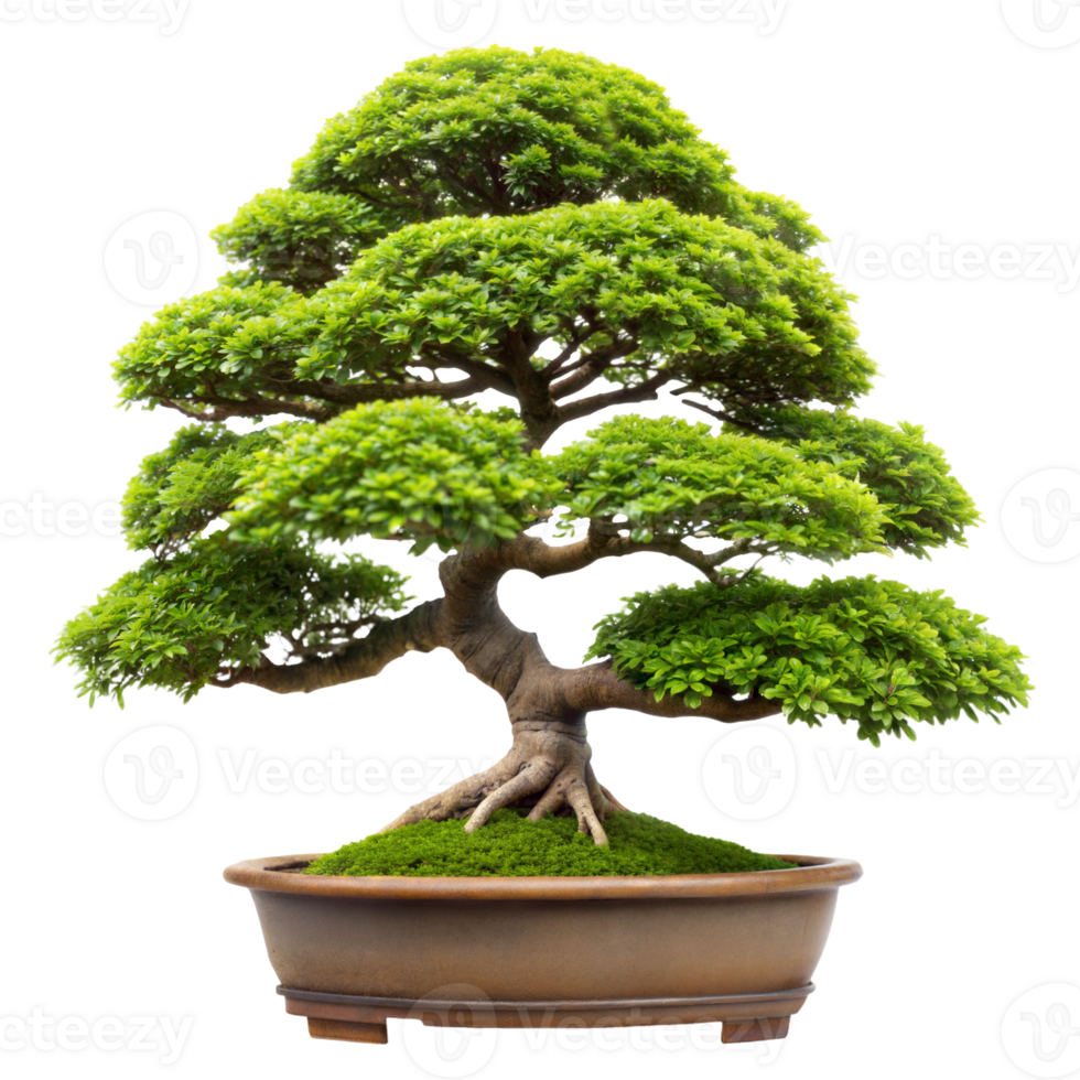 Lush green bonsai tree in a brown ceramic pot png
