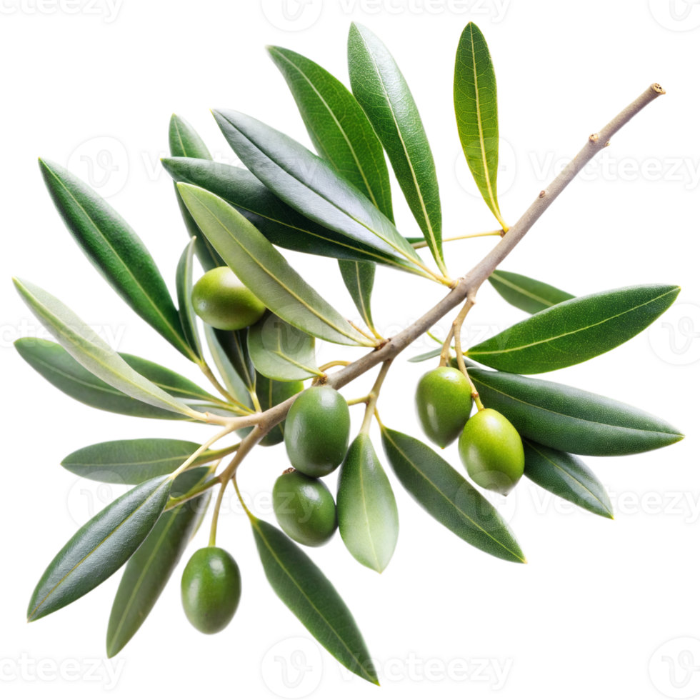 Olive branch with green olives png