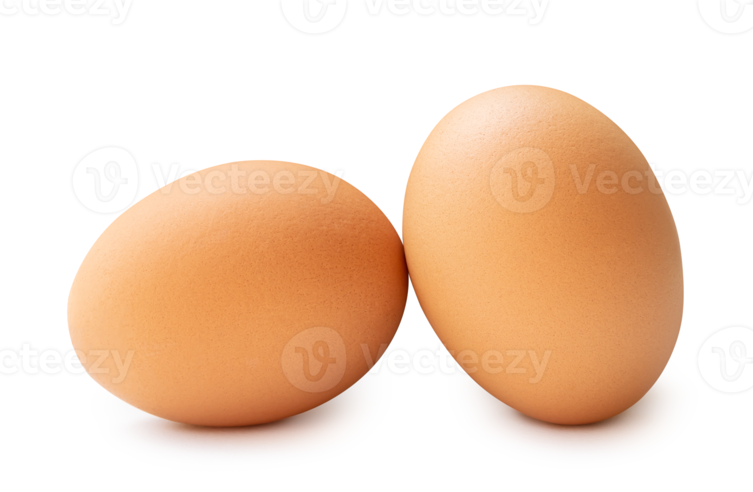 Front view of two brown chicken eggs isolated with clipping path and shadow in file format png