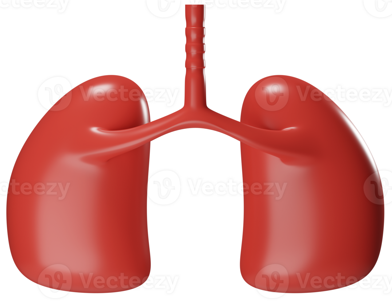 3D rendering healthy lung organ illustration. 3D icon png