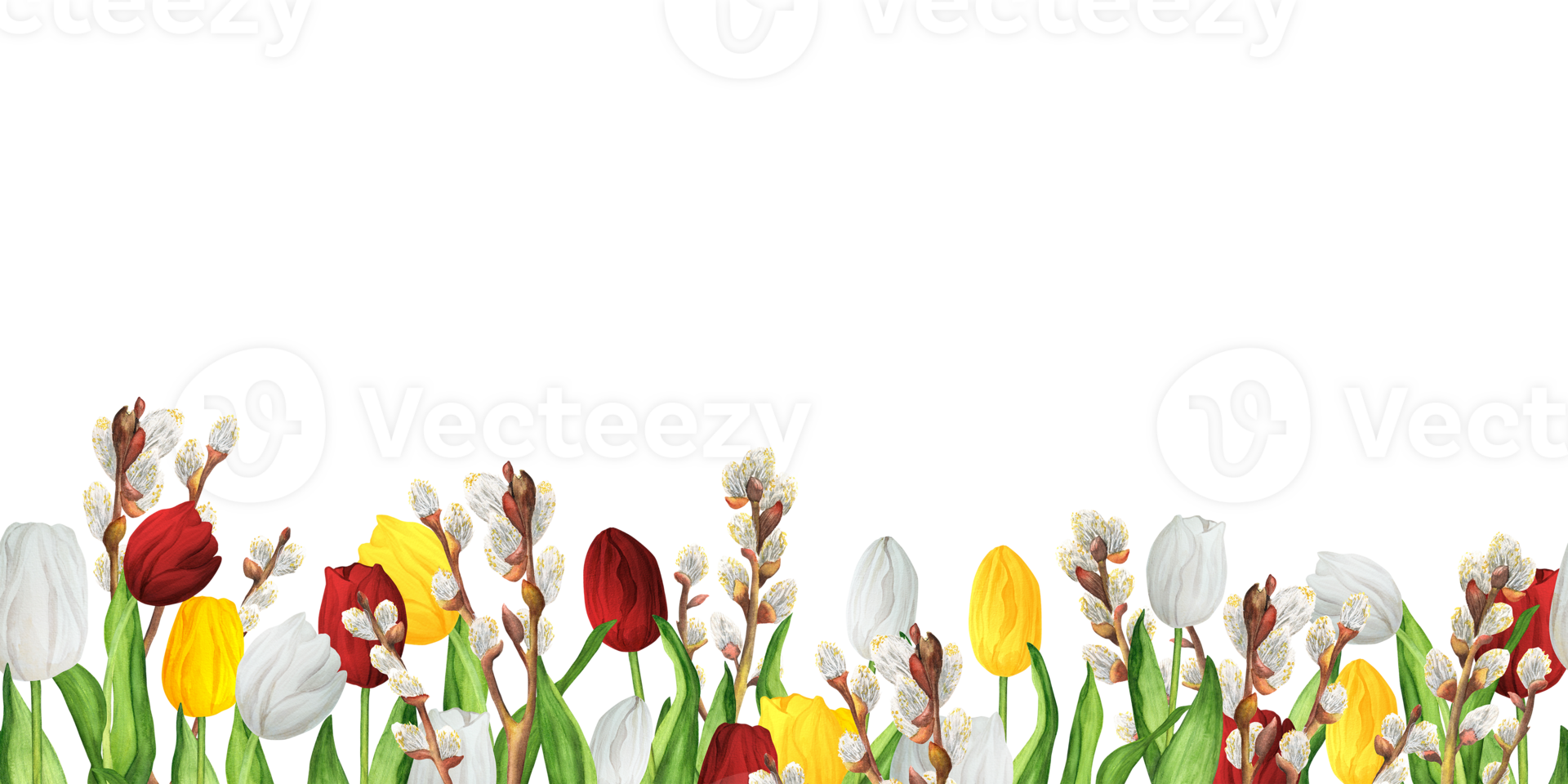 Seamless floral borders with colorful red, white and yellow tulips and lovely pussy-willow branches. Lower border. Hand-drawn watercolor illustration. png