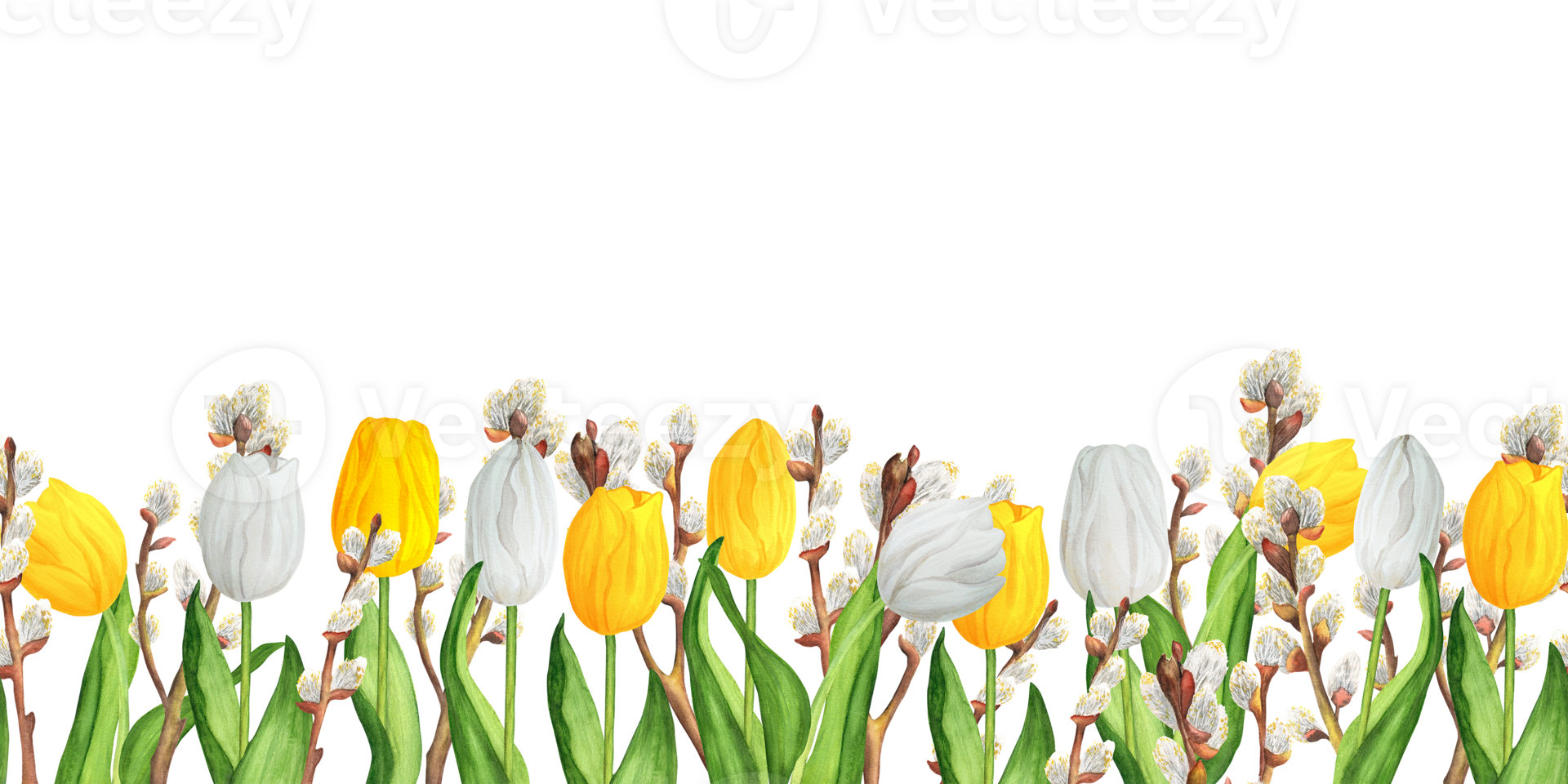 Seamless floral border with colorful white and yellow tulips and pussy-willow branches. Hand-drawn watercolor illustration. png