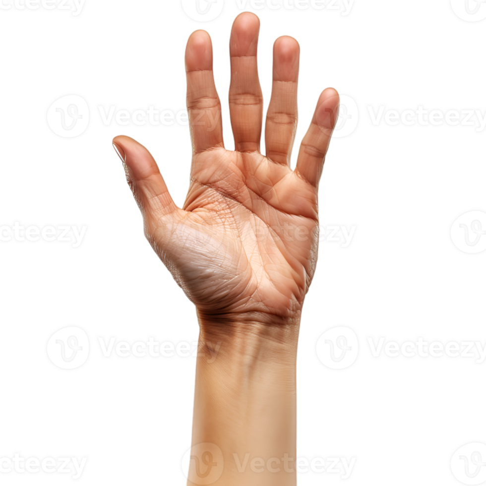 hand gestures on a transparent background png