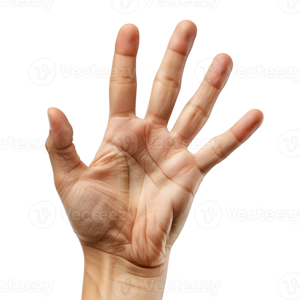 hand gestures on a transparent background png