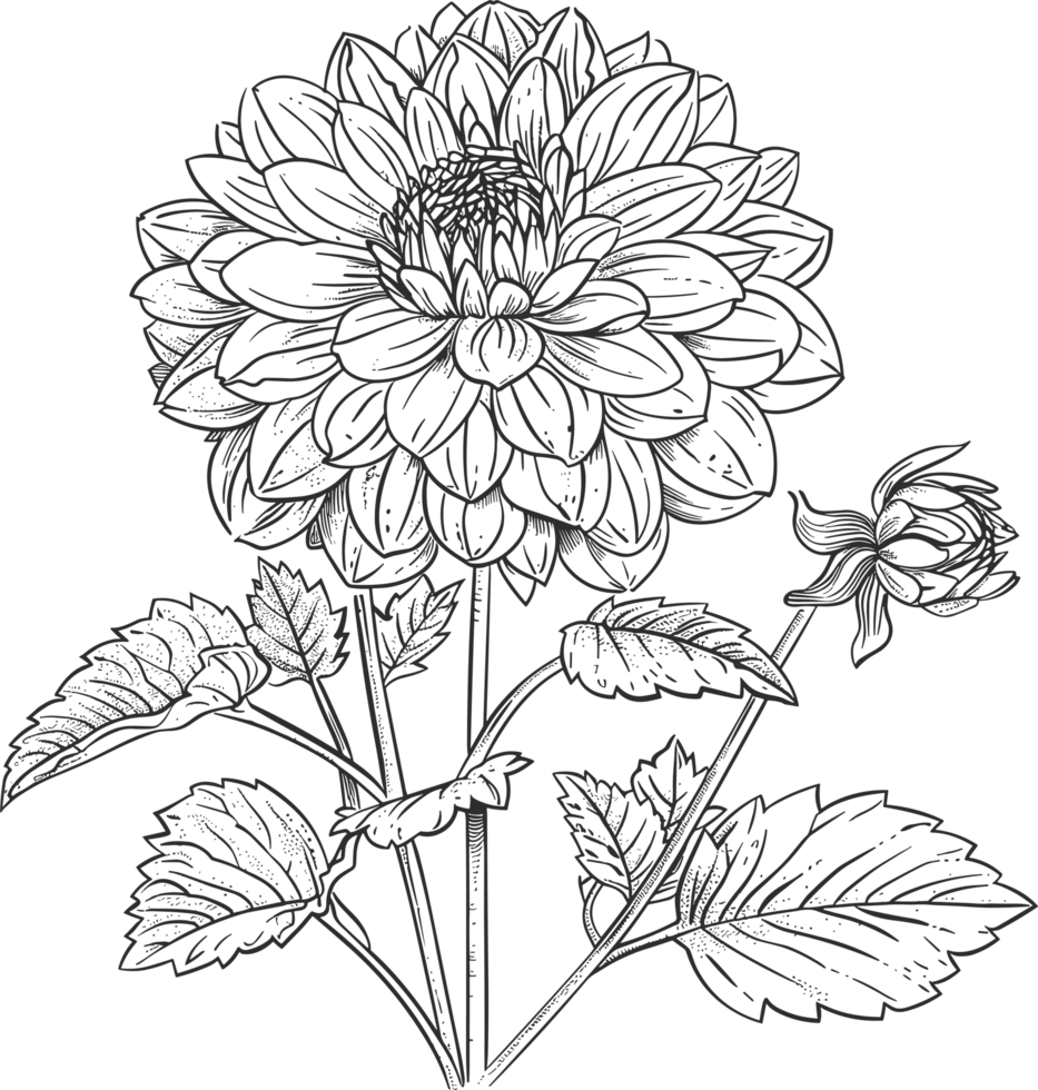 Dahlia clipart design illustration png
