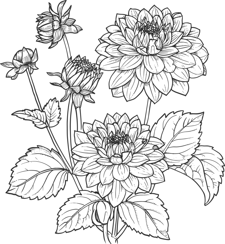 Dahlia clipart design illustration png