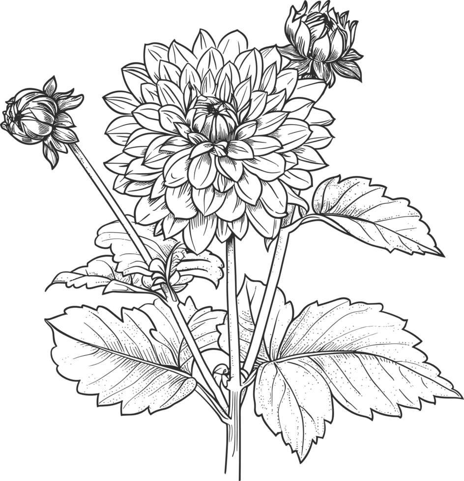 Dahlia clipart design illustration png