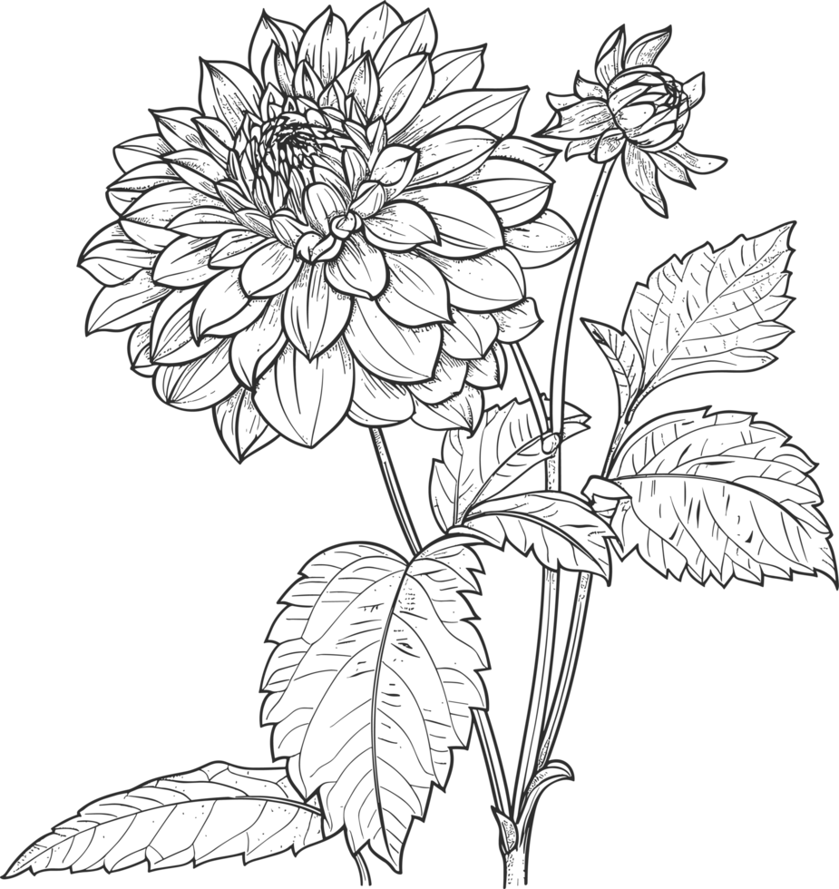 Dahlia clipart design illustration png