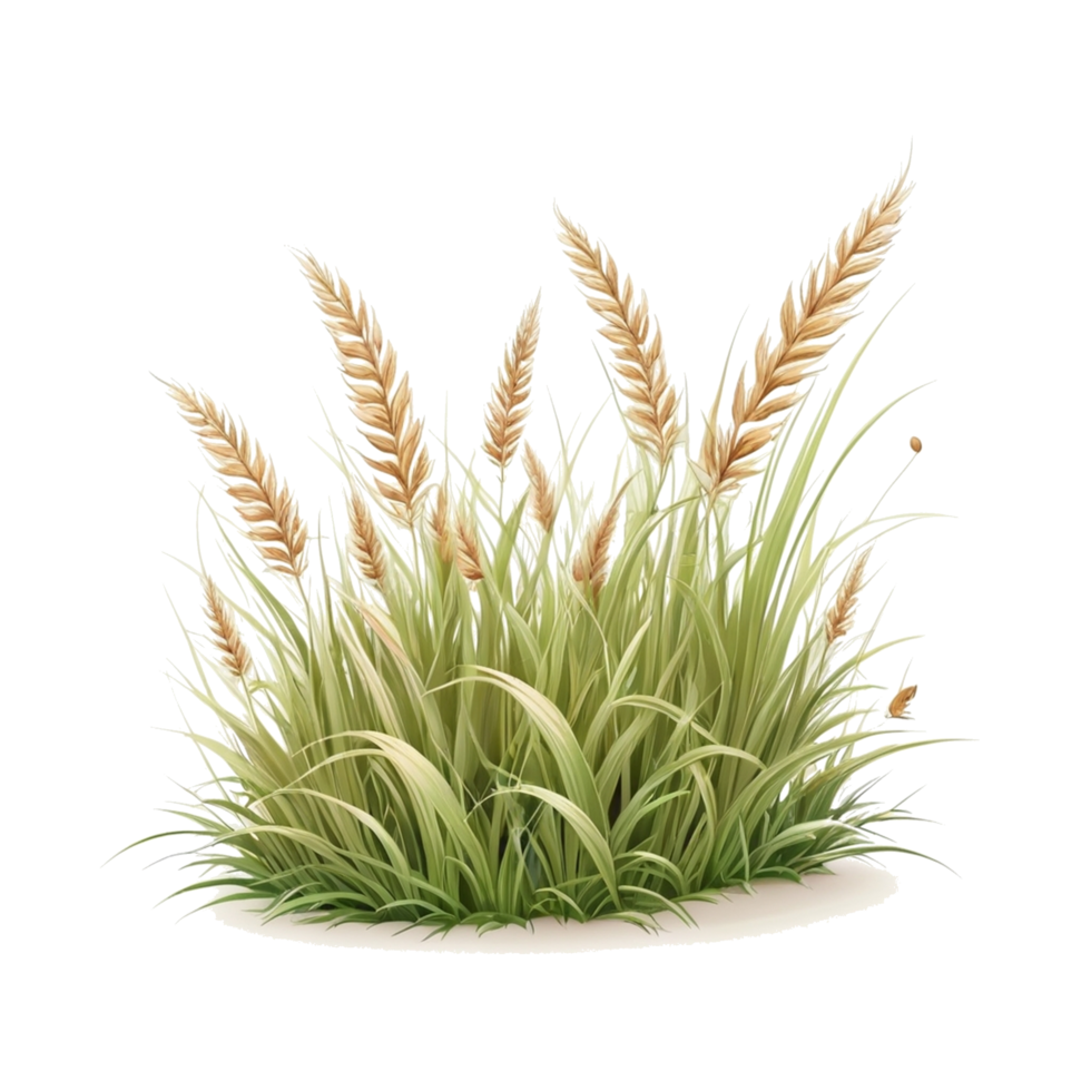 grass clipart transparent background, grass illustration png