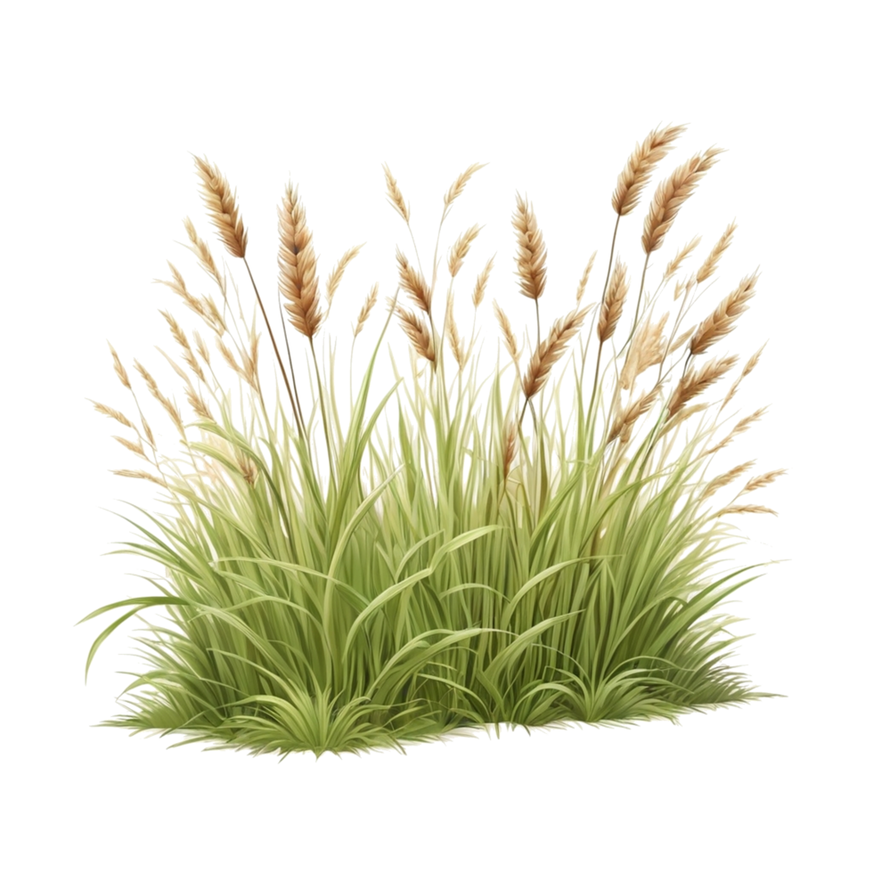 grass clipart transparent background, grass illustration png