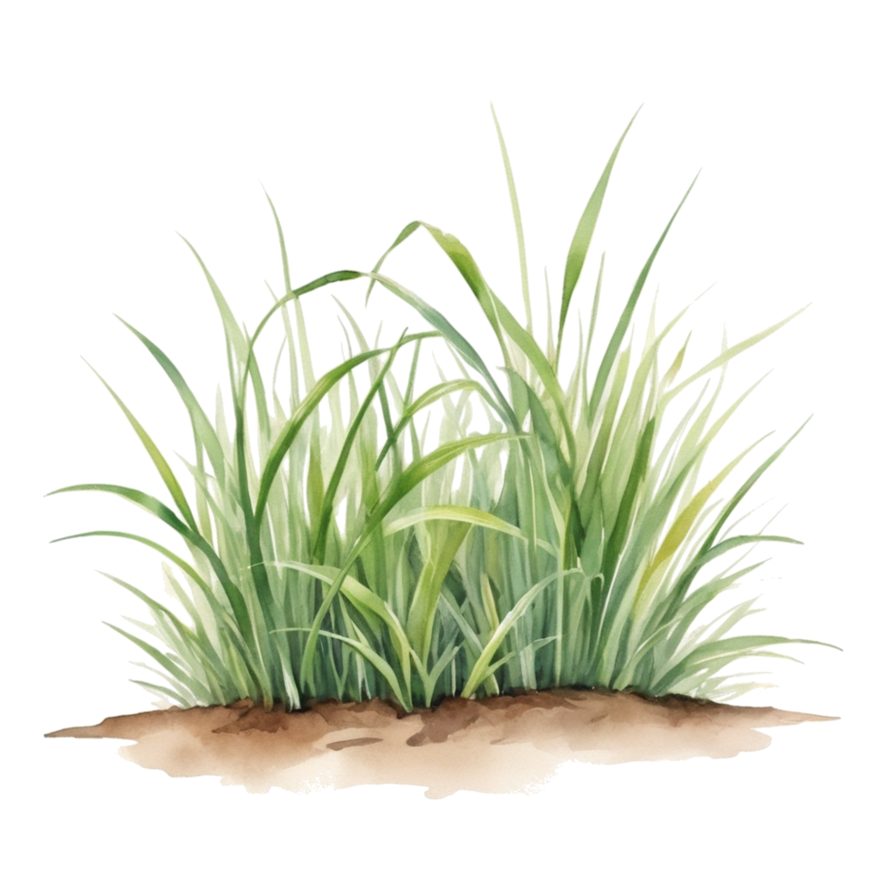 gras clip art transparant achtergrond, gras illustratie png