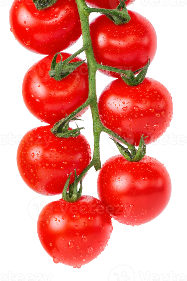 Cherry tomatoes with drops on branch. png