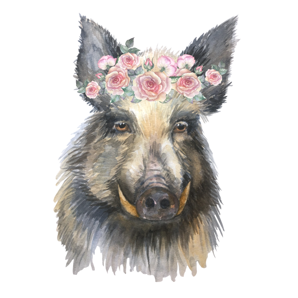 Watercolor hog animal print isolated. Hog illustration. png