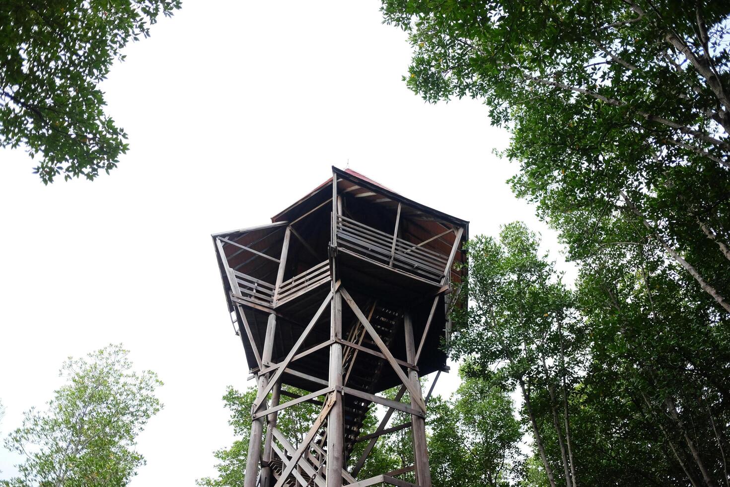 Wooden bird watching tower in Mangrove Forest in Thailand photo