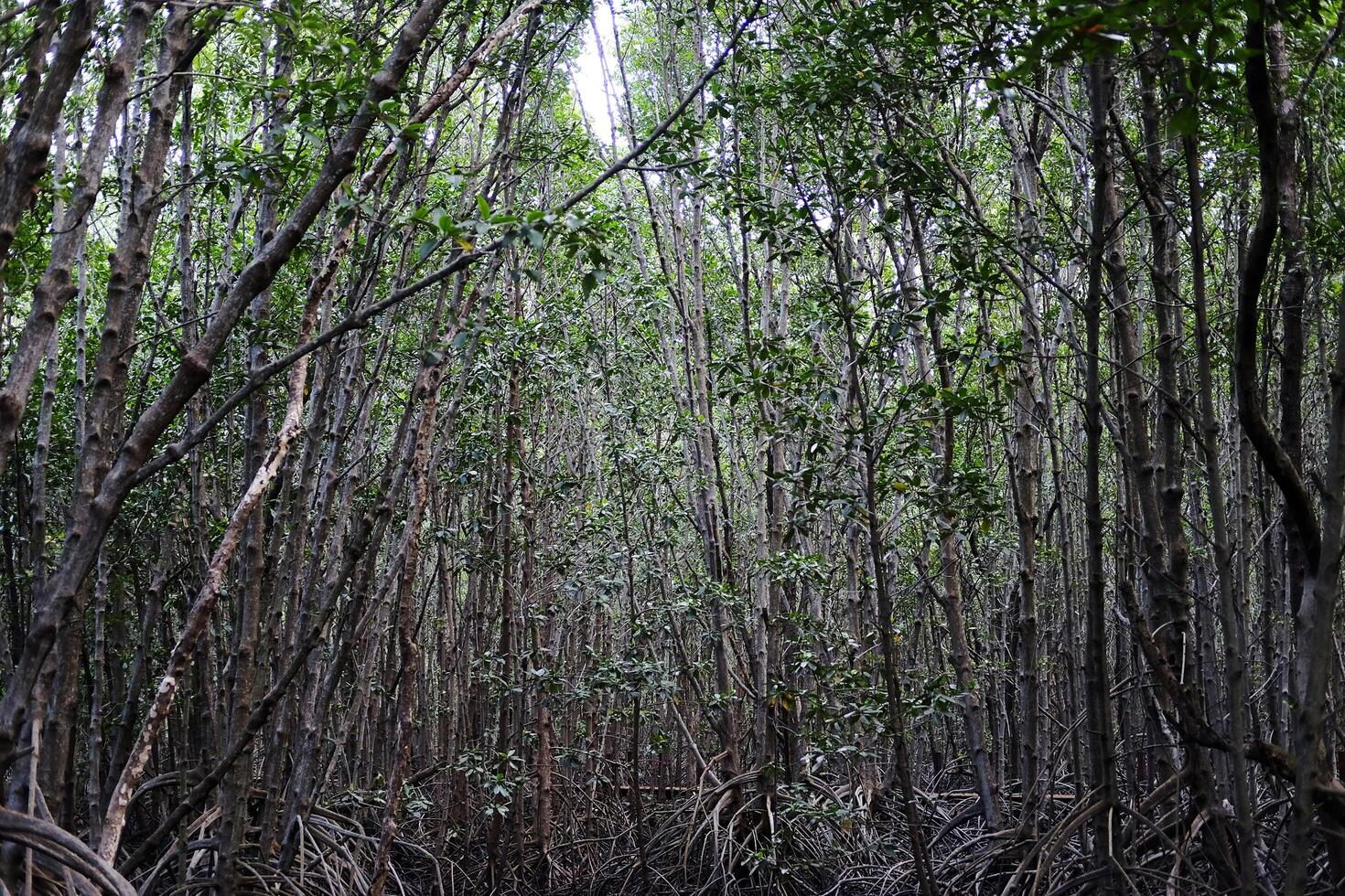 destino ambiental conservación en polla plantas o manzana mangle bosque con natural luz de sol foto