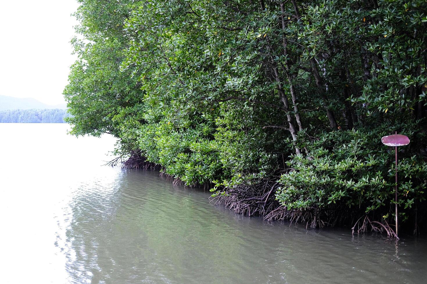 River or lake and seaside with tropical Crabapple or cock Mangrove in Mangrove Forest of Thailand photo