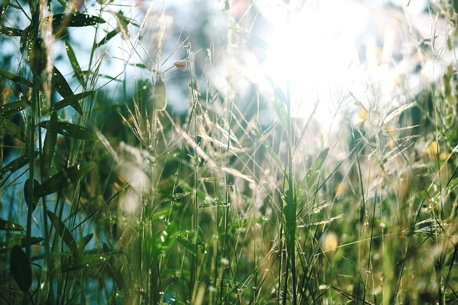 Beautiful wild green grass flowers in the meadow with natural sunlight photo