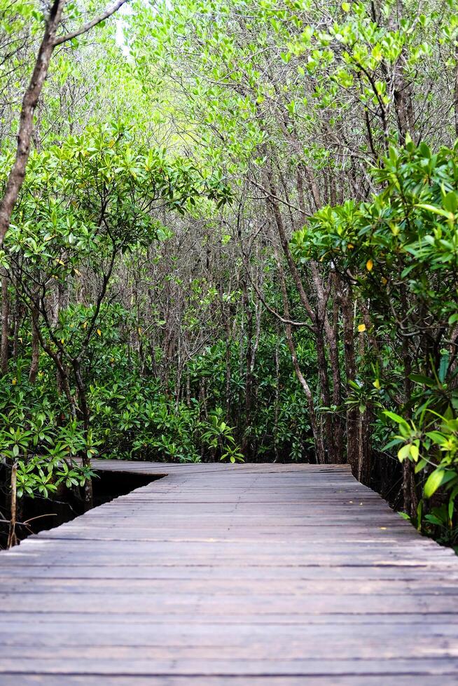 Wooden bridge walkway in Cock plants or Crabapple Mangrove of Mangrove Forest in tropical rain forest of Thailand photo