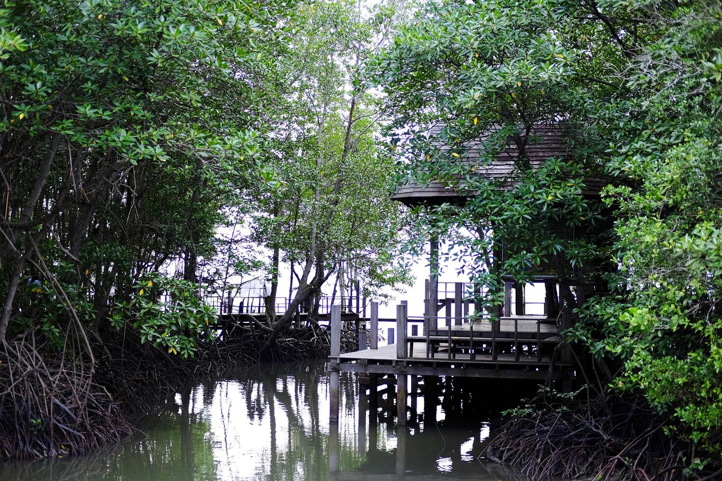 Wooden Thai pavilion waterfront in cock plant and Crabapple Mangrove of Mangrove Forest in Thailand photo