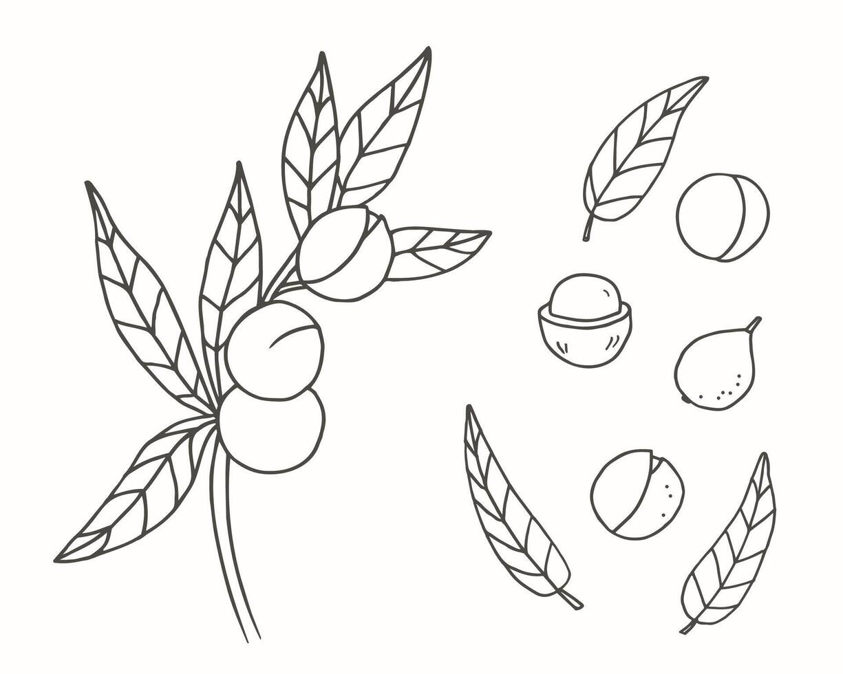 Macadamia nut sketch hand drawn fruit, branch, plant, leaves, illustration isolated background. Botanical line art graphic for print, label, logo, sign. Organic food ingredient, cosmetic, spa vector