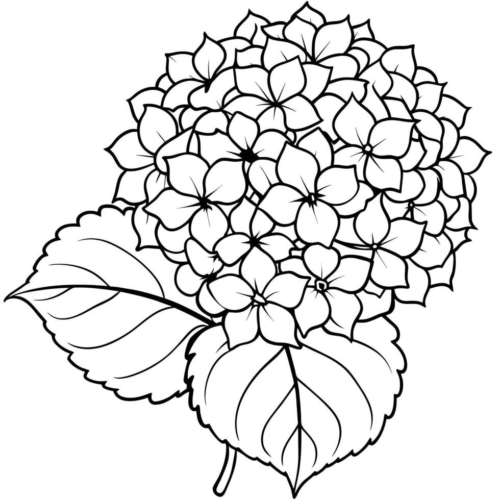 Hydrangea flower plant outline illustration coloring book page design, Hydrangea flower plant black and white line art drawing coloring book pages for children and adults vector