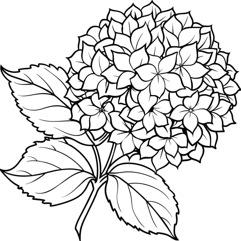 Hydrangea flower plant outline illustration coloring book page design, Hydrangea flower plant black and white line art drawing coloring book pages for children and adults vector