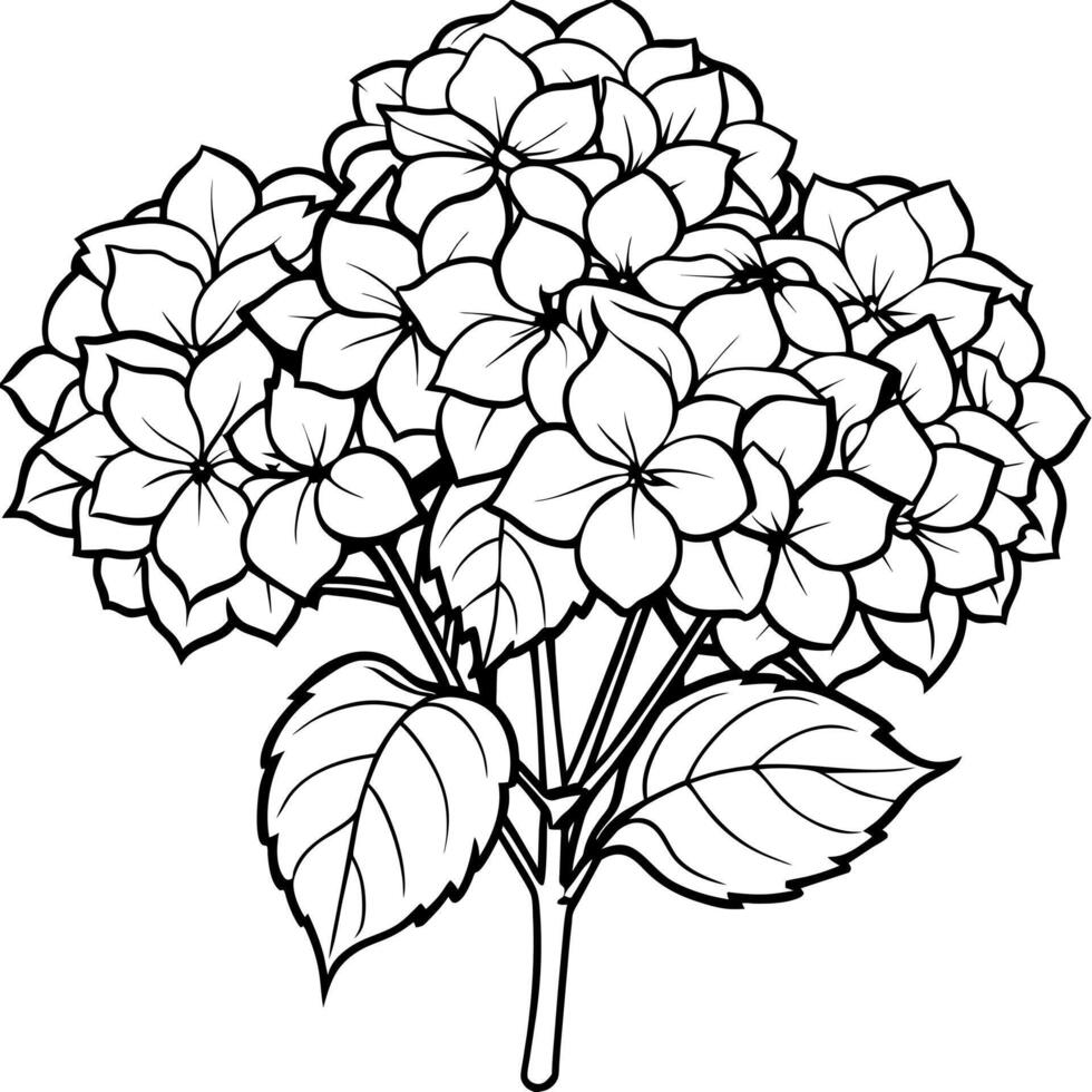 Hydrangea Flower Bouquet outline illustration coloring book page design, Hydrangea Flower Bouquet black and white line art drawing coloring book pages for children and adults vector