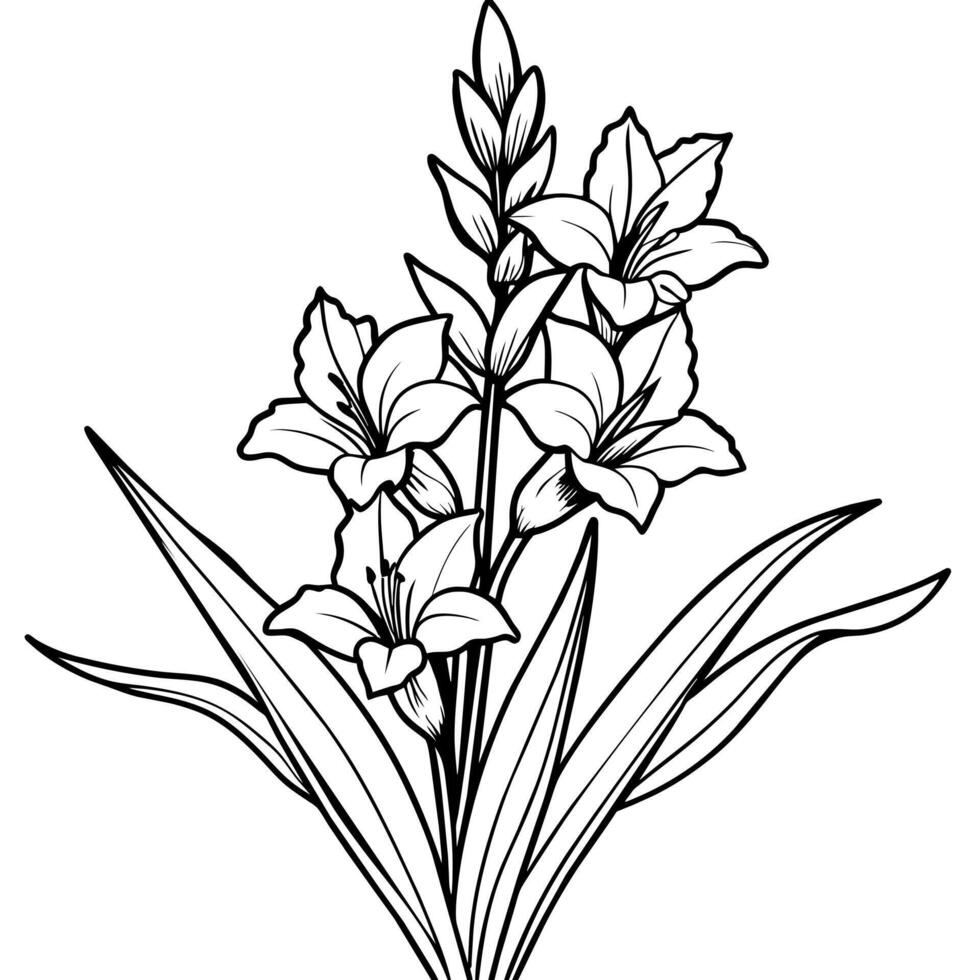 Gladiolus flower plant outline illustration coloring book page design, Gladiolus flower plant black and white line art drawing coloring book pages for children and adults vector