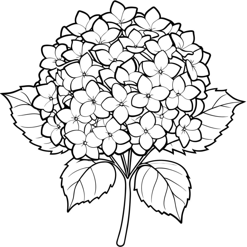 Hydrangea Flower Bouquet outline illustration coloring book page design, Hydrangea Flower Bouquet black and white line art drawing coloring book pages for children and adults vector